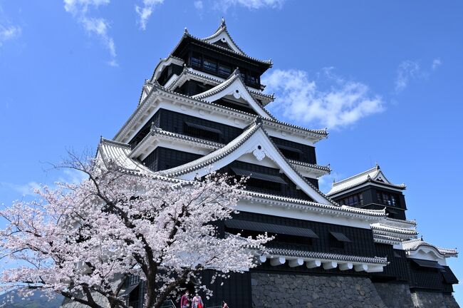 やっと例のまん防も解除され、久しぶりに遠出してみようかと思い立ち、今回は1泊2日で、すでに桜が開花し始めている九州のうち2つの都市(熊本県熊本市&福岡県福岡市)を順に巡っていくことに。<br /><br />最初に訪れたのは熊本のシンボルである「熊本城」で、2016年の熊本地震で甚大な被害を受け、現在も復旧作業が続いています。<br />この2021年6月に、天守閣全体(大天守&小天守)の復旧が完了したことから、「熊本城特別公開第3弾」として、大天守の最上階からの眺めを楽しめるようになり、桜の季節に合わせて訪れてみようかと♪<br /><br />城内を歩いてみたところ、まだまだあちこちに地震の爪痕が残っていますが、まずは天守閣が復活したのは喜ばしい限りで、お城を彩る桜とともにその雄姿を堪能することができました。<br /><br /><br />〔2022.3 さくら彩る春の九州2都巡り〕<br />●Part.1(1日目①):熊本城(日本100名城/日本さくら名所100選)【この旅行記】<br />●Part.2(1日目②):水前寺成趣園<br /> https://4travel.jp/travelogue/11748106<br />●Part.3(2日目①):福岡城跡(日本100名城)<br /> https://4travel.jp/travelogue/11749943<br />●Part.4(2日目②):西公園(日本さくら名所100選)/住吉神社(筑前国一之宮)<br /> https://4travel.jp/travelogue/11751824<br /><br />〔日本100名城登城記〕<br />●根 城(陸奥国):https://4travel.jp/travelogue/11706813<br />●水戸城(常陸国):https://4travel.jp/travelogue/11472788<br />●小田原城(相模国):https://4travel.jp/travelogue/11685392<br />●上田城(信濃国):https://4travel.jp/travelogue/11516270<br />●小諸城(信濃国):https://4travel.jp/travelogue/11535605<br />●春日山城(越後国):https://4travel.jp/travelogue/11658345<br />●高岡城(越中国):https://4travel.jp/travelogue/11741823<br />●金沢城(加賀国):https://4travel.jp/travelogue/11743925<br />●彦根城(近江国):https://4travel.jp/travelogue/11718422<br />●小谷城(近江国):https://4travel.jp/travelogue/11716960<br />●姫路城(播磨国):https://4travel.jp/travelogue/11593194<br /> https://4travel.jp/travelogue/11601496<br />●松江城(出雲国):https://4travel.jp/travelogue/11478799<br />●津山城(美作国):https://4travel.jp/travelogue/11484252<br />●萩 城(長門国):https://4travel.jp/travelogue/11628785<br />●宇和島城(伊予国):https://4travel.jp/travelogue/11644895<br />●大洲城(伊予国):https://4travel.jp/travelogue/11652466<br />●高知城(土佐国):https://4travel.jp/travelogue/11567369