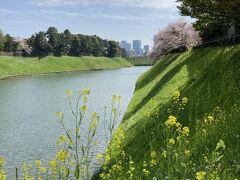 千鳥ヶ淵の桜はかなり散っていたけれど皇居沿いをちょこっと散歩