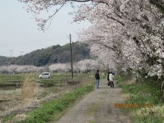 柏市（白井市）の今井下流部・桜満開・2022年