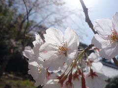 地蔵禅院の枝垂桜（続）と玉津岡神社。