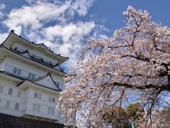 青空のもと 桜と小田原城のコラボは最高です！