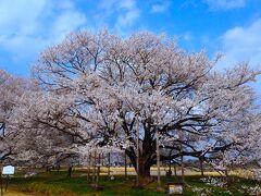 栃木市太山寺のシダレザクラ・下野市天平の丘の薄墨桜、が見頃の時に今年も行ってみました