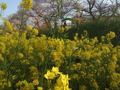 綾瀬川の桜堤 菜の花と桜の花☆2022/04/06