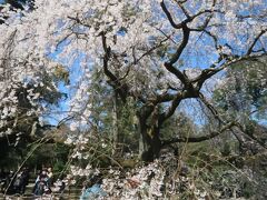 5年振りの京都桜めぐり