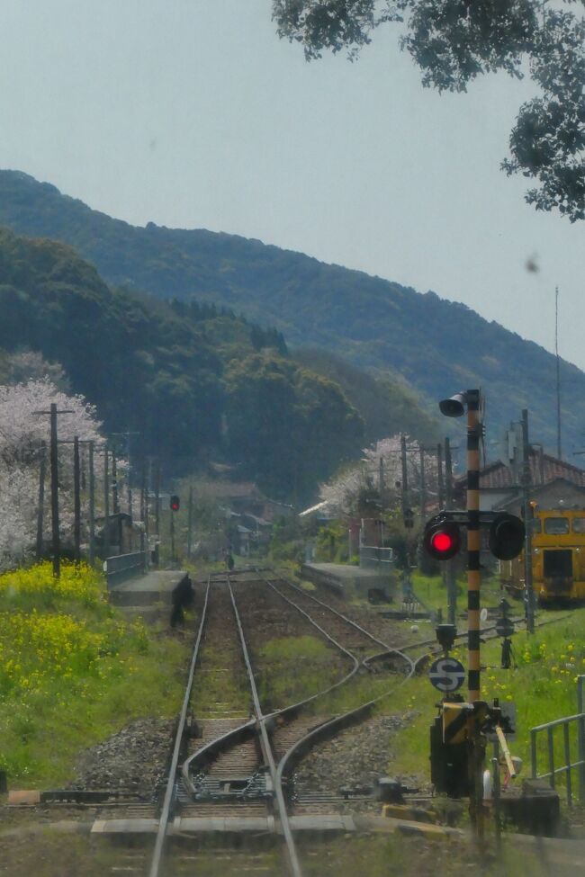 昨年の桜の時期は長崎に行くか南阿蘇へ行くかと悩み、小浜温泉へ行きましたが残念ながら桜は終焉を迎えておりました。今年は南阿蘇へ行くど!<br /><br />日は跨ぎますが、大阪→熊本市内→天草→南阿蘇の大移動です。<br /><br />寒の戻りの寒い熊本でした。<br />