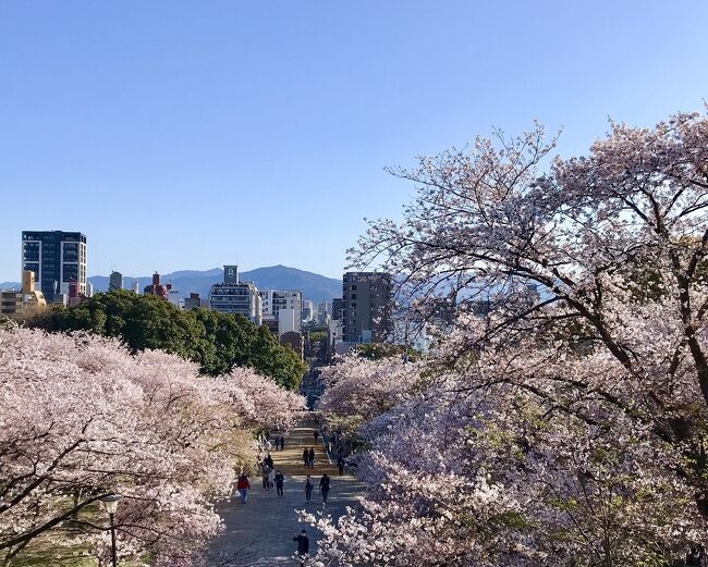 2022年の桜を見る旅は、博多からスタートしました。