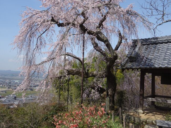 地蔵院の枝垂桜をみてきました。山裾にみごとに咲いていました。