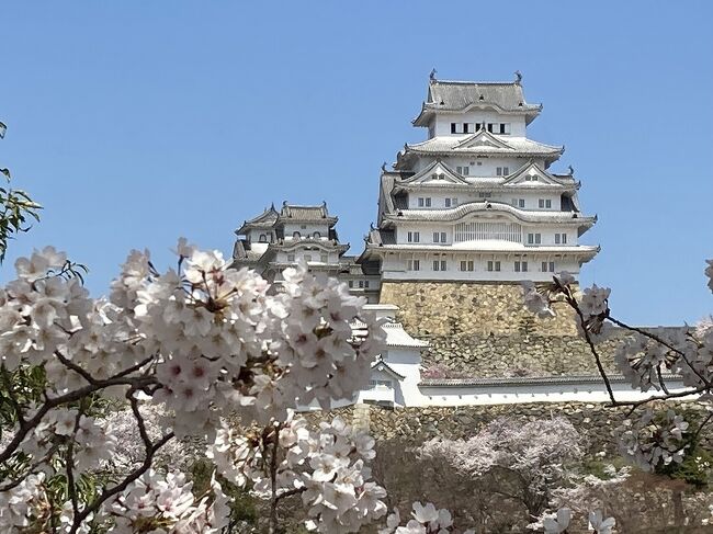 姫路城のお花見