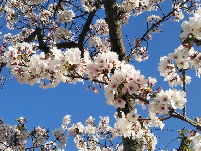 先週が絶好のお花見日和でしたが、所用で行けなかったので<br />今週末は既に散り始めた桜を急いで見るべく、母と2人で姫路まで行ってきました。<br /><br />もちろん、西国三十三箇所巡礼のためです(*^▽^*)<br />今回は法華山一乗寺と、書写山圓教寺です。<br /><br />山寺の参拝よりも、姫路城周辺でウロウロしてたのが、一番疲れた気がしますが<br />とっても良いお天気の下、まだ可愛い桜の花を見ることができて、楽しかったです♪ヽ(´▽`)/