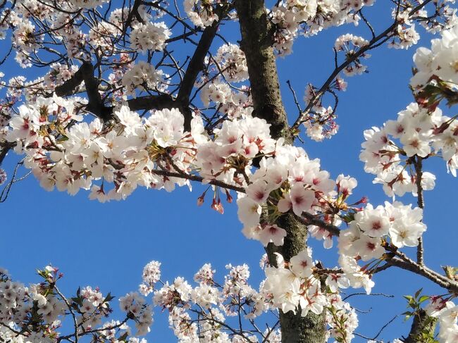 先週が絶好のお花見日和でしたが、所用で行けなかったので<br />今週末は既に散り始めた桜を急いで見るべく、母と2人で姫路まで行ってきました。<br /><br />もちろん、西国三十三箇所巡礼のためです(*^▽^*)<br />今回は法華山一乗寺と、書写山圓教寺です。<br /><br />山寺の参拝よりも、姫路城周辺でウロウロしてたのが、一番疲れた気がしますが<br />とっても良いお天気の下、まだ可愛い桜の花を見ることができて、楽しかったです♪ヽ(´▽｀)/