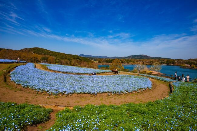 　大分農業文化公園は、本年４月より新たに愛称をるるパークとしてスタートしました。<br />　るるパークでは、５０００㎡の花壇に７０万本のネモフィラが彩る「ネモフィラブルーフェスタ」を開催しています。