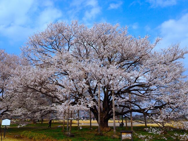 東京では桜の満開情報がテレビで放映される時季、栃木では少し早咲きの桜が咲き始めたので、<br /><br />３月２８日に見頃だった栃木市にある太山寺の枝垂れ桜<br /><br />３月３０日に見頃だった下野市にある天平の丘公園の薄墨桜<br /><br />を見に出かけてきました。