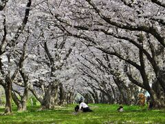 芳葩爛漫 北摂伊丹 武庫川河川敷緑地「桜の杜」