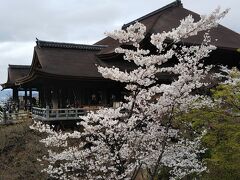 桜咲く京都へ!!②　清水寺～知恩院～哲学の路～銀閣寺、下鴨神社
