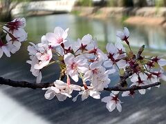 　群馬にて、ゆるりゆらりと、春の花を愛でる