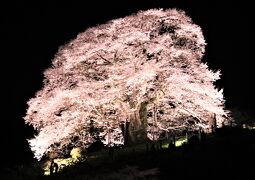 13度目の逢瀬は夕闇に浮かぶ満開の醍醐桜に酔い痴れました。