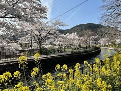 《2022.April》あみんちゅなにげに関西街歩きの旅京都そのⅨ～山科疎水の桜編～