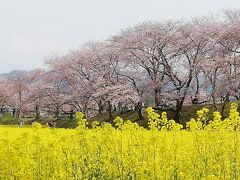 菜の花