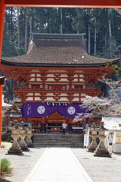 トラピックス　世界遺産高野山の宿坊に泊まる壇上伽藍ナイトツアーと吉野山千本桜（4）奥の院散策の後は高野山を離れ、丹生都比売神社に参拝する。