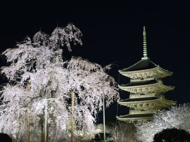 これまで主に東日本各地の桜を見てきた私達だったが、関西の桜の名所吉野山はまだ訪れたことがなかった。コロナ禍で外国人が少ない今のうちに行こうということで、京都・奈良地方の天気予報と桜の開花情報を毎日チェック。ANAのマイルの消化も迫っていたので、チケット予約状況もチェックし、４月４日から９日までの間が、桜の見ごろを迎え、晴れの日が連続しそうだということで日程を決定。宿は直前予約で決めていつものように慌ただしい出発となったのだった。<br />第2部は、昨年紅葉のライトアップを見た東寺を再び訪れた時の旅行記で、紅葉時だけでなく、桜のライトアップもまたすばらしく、秋同様にすごい人が押し寄せていました。