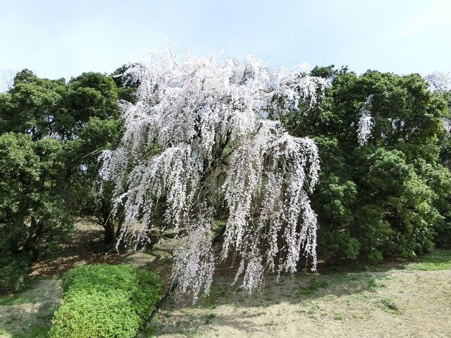 吹田市千里丘北にある「Gスポーツ・吹田ミリカ」周辺の斜面に、１本だけ植樹されている「エドヒガン（江戸彼岸）の枝垂れ桜」が咲きました。<br />どなたが、いつ頃植樹したのか、樹齢は何歳くらいなのかは判りませんが、周囲の緑色の樹々に囲まれて、斜面にたった１本だけ咲いている「枝垂れ桜」なので非常に目立っています。<br />私が知っている限りでは、平坦な場所に咲いている「枝垂れ桜」は至る所にありますが、斜面に沿って咲いている「枝垂れ桜」は珍しく、枝垂れの花びらが、まるで滝を勢いよく落下している水のように見えてくるのです。<br />「枝垂れ桜」は、普通の桜より大きなエネルギーを必要とするのではないか、まして、斜面に沿って、傾いて咲いていると平坦なところに咲いている桜よりも、より大きなエネルギーが必要なのではないか、と勝手に想像しています。<br /><br />昨年と同様、今年も”優美＆力強く”咲いていた「エドヒガンの枝垂れ桜」は、コロナウイルスの感染を避けながら自粛生活を続けている人達に、明るく、そして、生きる勇気を与えていると思います。<br /><br />そのような「旅行記」ですが、一見していただければ有難く思います。<br /><br />【エドヒガン（江戸彼岸）の豆知識】<br />「エドヒガン」は落葉高木であり、樹高はおおよそ１５～３０ｍ以上になります。<br />名前の通り、春の彼岸頃に花を咲かせます。花は薄紅色から白色で花弁は５枚で一重、萼（がく）の下部に球状のふくらみがあるのが特徴です。<br />葉より先に花が咲き、多種に比べると一週間から１０日ほど早く咲き始めます。<br />「ヤマザクラ」と共に、サクラの中では非常に長寿の種であることが知られています。<br />樹齢２０００年を超えると言われる「神代桜」、樹齢１５００年を超える「淡墨桜」、樹齢１０００年と言われる「樽見の大ザクラ」、その他にも樹齢３００年を超える「石割桜」などが有名です。<br />花が多く咲く特性から多くの品種の母種として使われています。「枝垂れ桜」のように枝をたらす品種も多く作られています。<br />「ソメイヨシノ」と言う品種は、「エドヒガン」を母親に、「オオシマザクラ」を父親にした種間交雑種です。そのため、「ソメイヨシノ」も葉の前に花が咲く性質があります。<br /><br />※写真は、斜面に１本だけ、”優美＆力強く”咲いていた「エドヒガン（江戸彼岸）の枝垂れ桜」です。