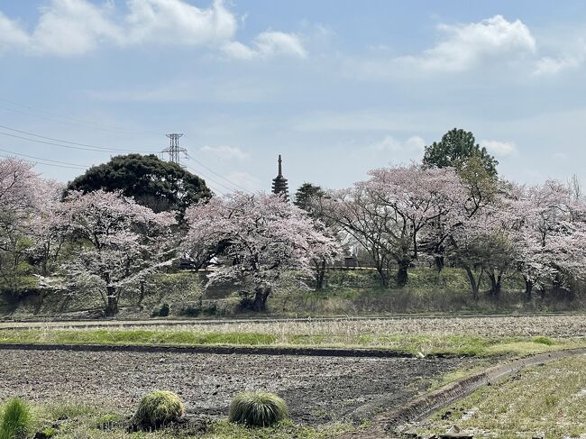 季節の移ろいは、早く、あっという間に薔薇の花が満開になった今日この頃。これは、4月上旬。自宅近くの桜は、もう終わりかけでしたが、埼玉岩槻の桜は満開。そんな頃、慈恩寺に参拝しました。