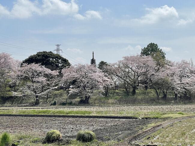 坂東33観音巡り　桜満開♪岩槻の慈恩寺へ