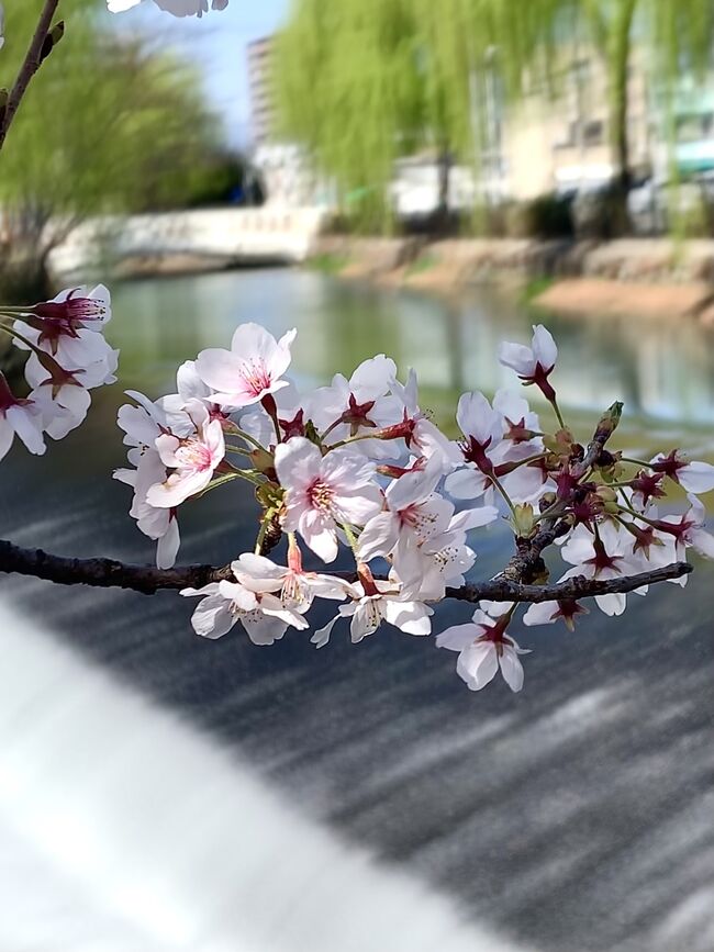 桜の便りがあちらこちらから。<br /><br />群馬にも訪れる春の空気。<br /><br /><br />散歩へ行きましょう。<br /><br />春めいた街角へ、花咲く畑へ。