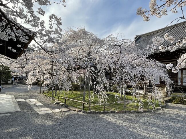 《2022.April》あみんちゅなにげに関西街歩きの旅京都そのⅧ～山科・毘沙門堂の桜編～<br /><br />気がつけば今年も4月になった。しかしオミクロン株の蔓延で気軽に外出出来る雰囲気ではない。しかしコロナ患者が見つかった一昨年の2月、ウィルスの感染力等ほとんど気にもせず皆が出歩いていた。私も例には漏れず冬の佐渡島に行っている。その後の感染拡大を受けて最初の〝緊急事態宣言〟が発令されたのはいつのことか？そして解除宣言は？実はこの解除宣言の出された日にちだけは忘れるに忘れられないことがあった。解除宣言がされたのは令和2（2020）年6月19日のことだ。なぜ忘れられないのかといえば、例年6月23日の沖縄慰霊の日に合わせて通っている〝恒例行事〟を再手配が不可能という理由から諦めた日であるからである。まして医療施設数の人口に対して低い沖縄県で、大手を振って行くことが出来そうにない患者数を抱えていた背景もあり、内地の人間が来沖してどうなると言う意見が根強くあったこともある．結局休みは押さえていたので患者数が少なかった北陸福井・石川県を訪れた。その後暫く泊まりがけでの旅を控え、10月に店舗異動のタイミングを見計らって小豆島・岡山を2泊5日で回ったことが最後となって現在に至っている。日帰りでは何度か出かけたこともあるが前年の比には全くならない。そんな出掛けることに気がひけるような日々が続けば、計画倒れにしかならないという〝確信〟めいた気持ちが先に立ってしまい、結果出掛けることもせずに一日を無駄に過ごすことが〝当たり前〟になる程行動力が低下してしまった。<br /><br />世論が言うように〝集団〟で動くことからクラスター発生に繋がると言われれば、基本一人で行動する私には当てはまらないはず。しかし濃厚接触者や感染者が身近に出てしまっている現実では、私だけは例外だとは口が裂けても言うことが出来ない。ただ仕事以外に外出しないということは、もう若くない私にとっては〝体が鈍る〟以外に何物でもない。事実1月にイルミネーションを見に行って以降休日に外出したのはワクチンの3回目接種だけだと言えばちょっと異常なのかも知れない。<br /><br />そんな中で4月になり桜の〝開花情報〟が新聞でも掲載されるようになる。私自身昨年は桜の開花時期を大きく読み違えてしまったことから〝見頃過ぎ〟の桜を見て回るという大失態をしでかしてしまっている。せめてその失態位は挽回させて欲しいという願望は今年に限って言えばかなり強かった筈である。そんな中で丁度4月6日水曜日というド平日に休みがあった。これはもう〝行くしかない！〟と確信めいた概念が湧いてきた。目的地としては遠くもなく近くもない距離で、また桜咲く季節に訪れたことのない場所にしたかった。候補地＝目的地のようなものであるが、滋賀県民が京都・大阪府民に対し喧嘩をした〝ひとこと目〟と揶揄される〝水止めるで〟で有名な〝琵琶湖疏水〟を候補にする。三井寺付近の疏水入口付近もそうだが、山科疏水と表現される疏水中間部も捨てがたいと考えた。山科の疏水と言えば山科駅の山側を流れている。その界隈の桜の名所という選択肢で導き出したのは天台宗の寺院である毘沙門堂。これらふたつは歩いて行くことができる距離にあり、車を利用した際にも好都合である。それに加えて右京区嵯峨の車折神社、ここは3月末にwebニュースで〝渓仙桜〟が紹介されていたことに加え、我が家の実家があった場所でもある。家自体は祖父母が亡くなった後に取り壊されており、現在は駐車場となっており、その面影は残ってはいない。そのため訪れること自体が数十年ぶりになるという場所でもある。メインの目的地としてこの3ヶ所を選んでみた。後は当日の時間取り次第である。実際には最後に三井寺の琵琶湖疏水で締め括った今年の〝桜を見る旅〟、さあどの様なものになったのやら。<br /><br />令和4（2022）年4月6日水曜日<br />朝はいつもスロースタート。車折神社は決めてはいたが、アレンジする場所を考える。時期的に桜〟は時期なので、今までに行ったことのない行き先を考える。ただ我が店の旅行センターで募集をしていた〝疏水船〟にちょっと関心があったので、そのことも踏まえて探した結果疏水散策もできそうな場所として山科の毘沙門堂を訪れることにした。<br /><br />今日の相棒はmoveクン、一旦家を出てローソンで一服しながらナビ設定をする。敢えて高速を使う必要もなく、国道1号線を走った後に三条通へと入って行く。外環三条を右折すると真正面にJRの山科駅がある。その手前を右折して左折し、住宅地の中の様な道を走って行くと毘沙門堂跡に到着する。ピークシーズンは近くのグランドを臨時駐車場にされるために待ち時間もなく快適だった。<br /><br />山科という場所は我が街大津市から最も近い場所であるが、いがいにも訪れたことがなかった。正式名称は護法山安国院出雲寺というが、天台宗京都五門跡のひとつであり、通称である山科毘沙門堂・毘沙門堂門跡という呼称で知られている。寺伝によると現毘沙門堂の前身としての出雲寺が第42代文武天皇の勅願により行基が開山したとされている。この前身の出雲寺は今の上京区にあったと言われており、界隈には〝出雲路〟の名前が残る上に、出雲寺伝承地付近からは奈良時代前期のものと考えられる〝古瓦〟が出土している。これらのことからも行基の開山説はともかく、その時代に〝寺院〟が建立されていたことは間違いないと考えられている。その後平安末期には出雲寺は荒廃していたようだが、その後比叡山延暦寺の根本中堂に倣って西(太秦)に平等寺を葛原親王が、東（五辻）に尊重寺を平親信が、中心(伏見)に護法寺を平範家がそれぞれ建立し据える配置とした。<br /><br />その後鎌倉期にはそれら寺院を統合し、旧出雲寺跡に寺籍を継いだ新〝出雲寺〟が建立されるも、応仁の乱や織田信長の侵攻によって焼失する。再建はされるものの焼き討ちに遭うことの繰り返しだったようだが、江戸期に入り徳川家康の側近であった天台宗の僧天海によって現在地に於ける移転・復興が行われた。その他第111代後西天皇の第6皇子である公弁法親王は当寺で受戒し、晩年には毘沙門堂に隠棲しているが。その際に父である後西天皇の死後に御所から勅使門・霊殿・宸殿を拝領し、毘沙門堂に移築しており、それらが現在に至って毘沙門天堂門跡を構成している。<br /><br />殆どの建物は江戸時代の建立であるが、中にはそれ以前のものを移設したものも残っている。霊殿脇にある弁財天は〝高台弁財天〟と呼ばれるもので、豊臣秀吉の母大政所が大坂城内に建立したものを、大坂夏の陣後に妻北政所が高台寺に移したものである。その後公弁法親王により毘沙門堂に遷座され現在に至っているものである。江戸初期の建造物である本堂・唐門は向唐破風造の門や堂の周囲の透塀など京都の仏堂建築ではあまり見られないものとなっている。日光東照宮に似せて作られたと言われる説が濃厚であるという。また本殿には天台宗の宗祖最澄伝教大師作と伝わる本尊の〝毘沙門天坐像〟（秘仏）が安置されている。唐門が入場口となっており、本殿・霊殿・宸殿と繋がっている。そして宸殿内部には江戸時代前期の絵師の狩野益信筆による障壁画がある。益信は狩野探幽の弟子であり、養子となって駿河台狩野派の始祖になった人物である。六室に障壁画116面が描かれており、人が動いて見ることにより絵の〝方向や位置〟が変わるように見える不思議な絵が描かれている。また宸殿御成之間上段の間に〝帝鑑図〟と〝梅花禽鳥図〟には、梅に山鳥と竹林にヒヨドリが描かれており、〝梅に鶯〟〝竹に雀〟の一般的にあ常識から外されている。これは洒落なのか〝鳥合わず(取りあわず)〟の意味を込めており、住職が会いたくない客人が通される間だったとわれていうる。その他庭園〝晩翠園〟は江戸時代初期の池泉回遊式庭園の造りを色濃く残している物であり、それだけでも入山拝観料を払ってでも見る価値は十分にあると思える建物となっている。<br /><br />また毘沙門堂門跡は〝花の寺〟としての知名度も高く、シダレザクラの〝般若桜〟は勿論のこと、藤や紅葉でも見るために訪れる者が多い場所として知られている。特に春の桜の時期には境内の〝般若桜〟の他に咲くソメイヨシノや八重桜が建物を借景として〝景色〟を作り出している他にも、歩いて数分のところにある〝山科疎水〟では疎水を取り囲むように咲いている〝ソメイヨシノ〟の他に地元住民の方が世話されている〝菜の花〟、そして最近観光化されて人気のある〝疎水船〟が上り下りする景色を楽しむことが出来るようになっている。私自身の考えではあるが行く時間によってはかなりの混雑する毘沙門堂を一旦抜け出て山科疎水を散策し、また戻ってくるようなことも良いかも知れない。たまたまだったのかも知れないが、私が訪れたときは特に〝般若桜〟の付近に結構人だかりができており、カメラに写り込むことと、有料拝観となっている本殿・霊殿・宸殿も結構込み合っている様に見えたことだ。一旦仁王門を歩いて5分程度の距離の山科疎水を散策し、1時間少々疎水の周りを歩いて戻った頃には人だかりと呼ばれるものは解消していた。勿論この〝般若桜〟はインスタ映えする場所として知られていることもあり、若い子達も〝勅使門をフレームにして般若桜を写す〟なんてことも流行っているらしいため、やはり人が群れてしまうことは仕方がないことなのかも知れない。とは言え文句を言っても始まらないので、自らが違った行動を起こして〝密〟を避けるような状況を造りたいと考える…。そんなことが〝思いやり〟に繋がるのではとふと思った。<br /><br />途中山科疎水に出向いた時間を含めて3時間ほど滞在し、当初の予定通り京都市内を東から西へと通り嵐山へと向かう。実際には〝嵯峨エリア〟になるのだが、その目的は何だったのであろうか？<br /><br />《続く》