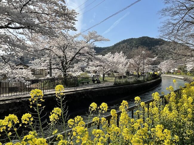 《2022.April》あみんちゅなにげに関西街歩きの旅京都そのⅨ～山科疎水の桜編～<br /><br />桜見物に毘沙門堂を訪れた。やはり見頃を迎えている時期ゆえに観光客も少なくはない。ただ多くの者たちは境内のシダレザクラ〝般若桜〟が目当てと見え、有料エリアである唐門の中まで入る様子はないようだ。ならば少し時間をずらせば空いてくるように考えた。<br /><br />今回毘沙門堂を目的地に選んだのは〝般若桜〟の知名度もあるが、数年前から観光用に始められた〝疏水船〟の通り道である〝山科疏水〟と呼ばれるエリアの存在も加わっている。疏水船の上下船場として大津閘門（大津上下船場）・四ノ宮船溜（山科上下船場）・旧御所水道ポンプ室（蹴上上下船場）の３つがあるが、京都方面の下りルートのみ山科上下船場での乗降が可能となっている。疏水船の目玉とも言える全長2,436m〝第一トンネル〟だけ見るにしても大津～山科間の乗船でも良いかとは思うが、第二・第三トンネル迄体験出来る大津～蹴上間の全線乗船が魅力的であろう。ちなみに安朱橋界隈で疏水沿いを琵琶湖方面に歩いて行くと見えてくるのは〝諸羽トンネル〟で、これは疏水開通時にできたものではない。湖西線工事の際に新設されたもので、見た感じ新しいので違いもわかるであろう。勿論疏水船の乗船自体が桜のシーズンであれば予約が取れない上に大津～蹴上間の乗船に8,000円かかることは〝手軽さ〟という点ではなんとも言えない。まあ一度乗る機会が有れば良しとしようと言うことが私の意見ではある。<br /><br />私自身疏水沿いを歩いただけに過ぎないが、桜並木に加え、近隣住民の方が手入れをされている〝菜の花〟とのコントラストは船上から眺めなくても素晴らしい物だと十分思える物である。他にも山科を北から南へと流れる安祥寺川と疏水が重なる地点に於いては川の流れを遮らないように水路橋を作り、安祥寺川をアンダーパスさせるように疏水が作られている風景を見ることができる。安朱橋を中心とした山科疏水は、京都の名門京都府立洛東高等学校前の〝洛東橋〟から〝諸羽トンネル〟上に設けられた住宅地の道迄ではあるが、山科疏水と言われるだけあってこの界隈には琵琶湖疏水沿いの景色の中でも最も見どころ満載の場所と言っても過言ではない。小一時間程の滞在時間であっても十分楽しめる場所でもあるので、山科駅への帰り道や毘沙門堂に車を置いたまま歩いて来られる距離なので、折角ならば是非立ち寄って貰いたい場所である。<br /><br />一回りすると丁度良い時間になったので毘沙門堂へと戻ることにする。この安朱橋から毘沙門堂への道は住宅地の道ではあるが、丁度ソメイヨシノの見頃だった時期でもあり、素晴らしい参道だと思える物であった。<br /><br />　　《続く》