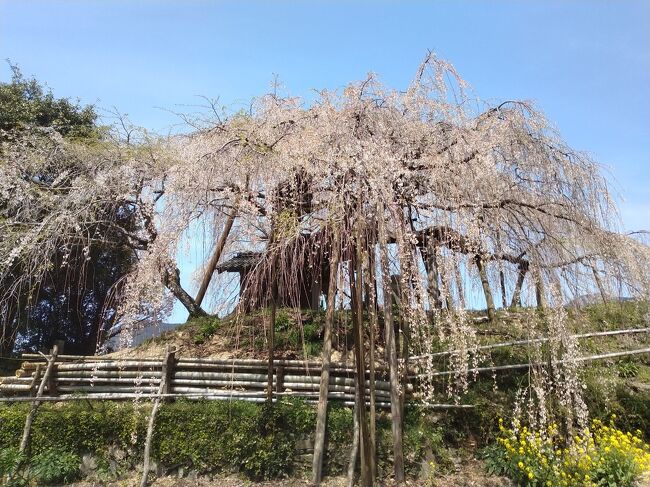 桜の季節には一度は行きたい！<br />石畳東の枝垂れ桜<br />満開を狙って行ったはずなのに…<br />散り始めてました。<br />