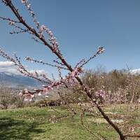 山梨桃源郷