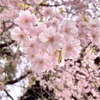 母、私、娘、３世代で椿山荘ステイ。桜とフィトンチッドでいやされる？