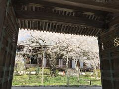 毘沙門堂の枝垂れ桜