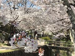 京都～山梨　サクラ＆モモの花いっぱいの春らんまん紀行