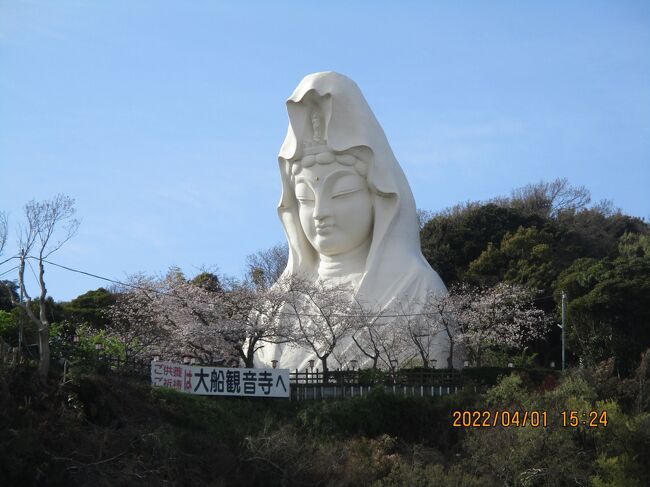 　春が来～た ・春が来～た どこに来～た・・・さくら咲く伊豆高原に行ってきました。目的は三つあります。① 桜の花を観たくて、 ② JR踊り子号に乗ってみたくって、 ③ 伊豆のリゾートホテルに泊まりたくって（旅行社のフリーツアー利用）でした。③ のリゾートホテルは客室がなんと１２５㎡の広さのウリ・なので・興味シンシンです。我が家よりも広いので、とても興味がありました（ホテルの写真は多いので別寄稿にします）。特急の「踊り子号」はJR大船駅にも停車します。旅行社の乗車券は「東京～伊東」駅間の指定でしたが途中駅でも乗れました。「大室山・一碧湖・桜の里」桜満開を楽しみました。<br />