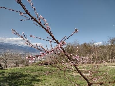 毎年恒例の桃の花見<br />開花状況と天気予報をみながら、１泊２日の温泉旅行。<br />夏のような暑さの中、桜、桃、菜の花が咲き競う桃源郷へ。<br /><br />４月5日<br />新宿バスタから甲府<br />レンタカーを24時間借りる<br />一本杉でお弁当　～　桜の花見<br />八代ふるさと公園で桜と桃の花見<br />石和温泉泊　ホテル新光<br /><br />4月6日<br />菜の花と桃の花見<br />天気がいいので、レンタカーをもう１日延長してもう一泊しようとしたが、次の客がいるので18時までしか延長できない。料金は24時間単位で、2200円。延長1時間1000円。<br />いったん車を甲府に返して、再度１日料金で、5時間借りることにした。<br />武田神社を参拝し、再び桃の里へ。<br />車（あし）がないので、延泊は諦め夕方のバスで帰宅。<br /><br />