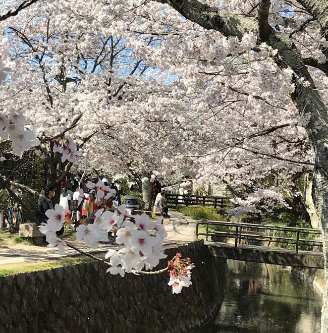 ２０年以上ぶりに桜咲き誇る京都を訪れました。年々外国人旅行者が増える京都は、そのうちまともに歩けなくなるのではと思っていたので、コロナ禍で外国人がほとんどいないうちに行くことにしました。ただ桜が見ごろの時期だけに想像以上に混雑していました。が、それでも例年よりは空いていたようで、初めて行く場所、久しぶりのスポット、京都の桜を思う存分見てまわりました。<br />　ついでに名古屋（ちゃんと街を歩くのは今回初めて）と、山梨県一宮付近の桃のお花見も組み合わせて、春の花を堪能した旅でした。<br /><br />