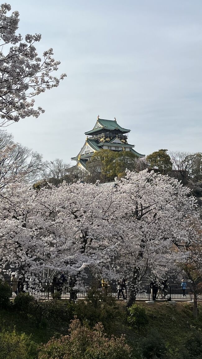 大阪の桜