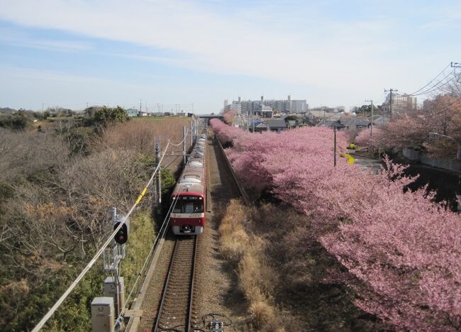 三浦海岸の河津桜を満喫しようと思い、午前9時30分には三浦海岸駅に到着、そこから徒歩でゆっくりと河津桜鑑賞を楽しんできました。<br /><br />ここの観光コースは、駅から小松ヶ池公園までの河津桜鑑賞です。桜の下に咲く黄色い菜の花と相まって、とても美しい圧巻の光景でした。<br />また、このコースの撮影定番スポットと言えば、線路上の陸橋から走る京急線を取り入れながら撮る河津桜で、その陸橋では多くの人がカメラを構えていました。私も電車が通過するまで待ちながら、なんとか撮影に成功しました。<br />その他、小松ヶ池公園の桜も見事で、こちらも公園で休む人、釣りを楽しむ人の脇で咲き誇る桜が、水面にも映し出されて大変綺麗でした。<br /><br />11時ころには三浦海岸駅方面に移動したのですが、この頃には駅からぞくぞくと人が歩いてくるので、混雑を避けたい人は早めに行かれると良いと思います。<br /><br />まだ、午前中なので、横須賀中央まで移動しランチを食べます。横須賀海軍カレー本舗でいただきました。海軍カレーは牛乳がついてきます。味は万人受けする感じです。レストランは2Fで1Fはギフトショップとなっていて、レトルトカレーなどもたくさん売っています。<br /><br />次に向かうは三笠公園、東郷元帥海軍大将の銅像が、戦艦三笠の前に存在感を放ちます。もちろんチケットを買って戦艦内部にも入場します。船内は幹部の部屋や当時の衣服なども公開されていて、更に、ビデオを放映している部屋も有るので、十分理解を深めることができると思います。<br /><br />次はどぶ板商店街に向かいます。閉まっている店もあり、活気があるようには感じませんでしたが、スカジャンショップは健在で、カラフルなジャンパーがディスプレイされていました。<br /><br />続いて、ヴェルニー公園まで徒歩で移動。緑豊かでとても綺麗な公園です。横須賀軍港沿いにあるので、護衛艦や潜水艦も見ることができます。その後、予約してあった軍港めぐりにいよいよ乗船します。<br /><br />軍港めぐりは大人1,600円税込み、横須賀市民は半額です。この日は運良く日本の空母と言われる艦船が寄港していて、甲板上にはヘリコプターが駐機していました。<br />潜水艦からは自衛隊の方が手を振ってくれて、乗船客もそれに呼応するように手を振っていました。<br />約1時間の軍港めぐりが終了し、最寄りの駅である汐入から帰路につきました。<br />