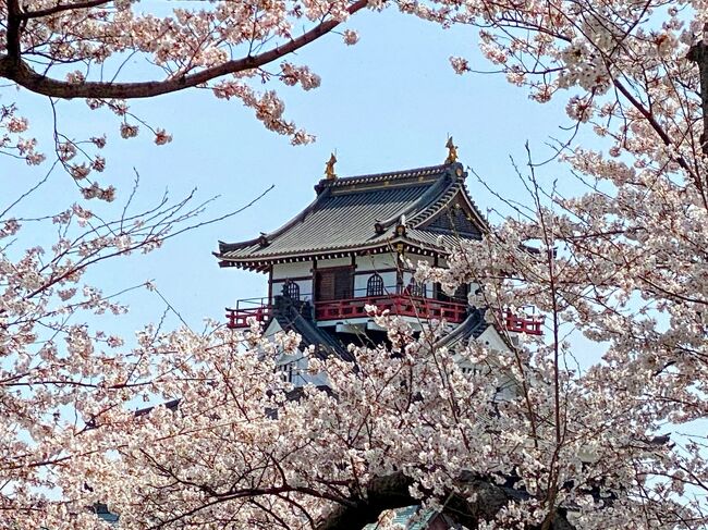 3月だというのにとても暖かい日「そろそろ満開になるかな？」と期待して清洲城に行ってみました。<br /><br />桜は、8割咲けば「満開日」となるそうなので　この日が満開日でしょうか？<br /><br />比較的近所に住んでいて　旅行記のUPは、図々しいと承知してますが　次に行く名古屋城とごっちゃになるのも防ぎたかったので　迷いましたが独立してUPします。<br /><br />