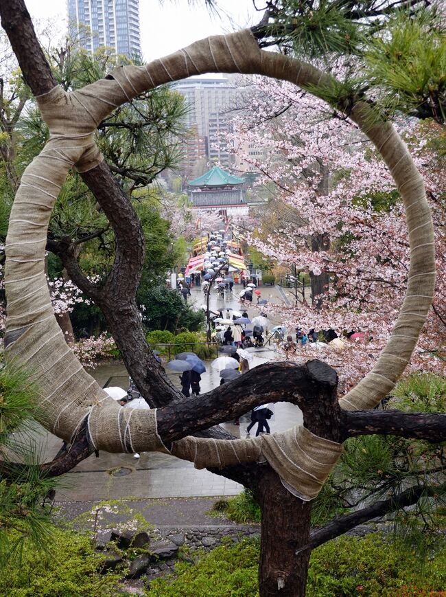 　毎年恒例になった花見があります。<br />それは上野博物館庭園の桜、それを平成館２階ロビーから眺める事。<br />満開時の桜は正に一幅の絵画、大きな屏風絵を見るようで圧倒されます。<br />　華やかさの中に儚さを秘めた桜花、見る場所時期により意識の持ち方が変わります。<br />しかし残念ながら平成館は企画展の会場、一年の内約半分は準備の為休館となります、従い桜の時期に開館するのは２～３年に一度位です。<br />　今年はポンペイ展が1月14日から4月3日迄開催されかろうじてセーフ、最終日の４月3日に訪ねます。<br />天候は雨が降ったり止んだり、又ポンペイ展は2月15日に見学し2度目の入場ですが、負けずに出掛けて行きます。<br />　上野での歩くルートもほぼ決まりです、JR鶯谷から歩き始め、寛永寺と徳川家墓地を経由して国立博物館に向います、平成館2階ロビーから庭を眺め、その後は庭園に降り散策です。<br />　帰途は清水観音堂、東照宮に立寄った後、上野広小路から地下鉄で帰ります。<br />今回も以上のルートに従いアップします。<br /><br />　　　　表紙は清水観音堂月の松越しに眺めた弁天堂。<br />