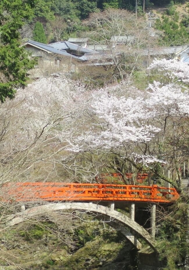 京都トレイルはしばらく中断していましたがやっと再開です。8回目の「北山西コース後半」は高雄・清滝地域を通るので紅葉が素晴らしい秋にしたいところですが、この時期でも桜と青もみじが美しく特にヤマザクラとヤマツツジなど充分楽しめます。<br />今回は標高160mの「鷹峯」から前回の終点「京見峠」425mまで上がり、「上ノ水峠」350mを下って、時代劇ロケにも使われる「沢の池」380mまで上り、さらに410mの「仏栗峠」を越えて、「栂尾・高山寺、槙尾・西明寺、高雄・神護寺」を清滝川沿いに抜けて標高100mの「清滝」まで、途中アップダウンのある標高差325mのコースで、前半は京都府の木で伝統工芸品の「北山杉」、後半は歴史ある寺が並ぶ「三尾の名刹」がテーマです。<br />＊「北山杉」：古くから水が豊かで木材や薪炭などを朝廷や寺院に納めていた冷涼な山里の京都北山地域は、大きな木を流す広い川がないため、いかに山道を人力でも運べる小さい木にするかを考え、「台杉仕立て」という一つの株から多くの木が育つ独特な方法を編み出し、さらに真っ直ぐに伸びて木肌が滑らかな「北山杉」を開発した。これが室町時代の「茶の湯」文化には欠かせないものとなって桂離宮や修学院離宮に代表する茶室や数寄屋造りの建物に使われ、江戸時代には民衆にも広まり、昭和時代の和室には殆どの床柱に北山杉が使われるようになった。<br />＊「三尾の名刹」（さんびのめいさつ）：周山街道から清滝川沿いの栂尾（とがのお）、槙尾（まきのお）、高尾（たかお）を総称して三尾（さんび）といい、高尾「神護寺」、槙尾「西明寺」、栂尾「高山寺」は「三尾の名刹」（歴史ある寺）と呼ばれ、中心となる神護寺は空海、最澄の親交によって天台と真言の交流に発展したという日本仏教史上重要な場所になる。<br />