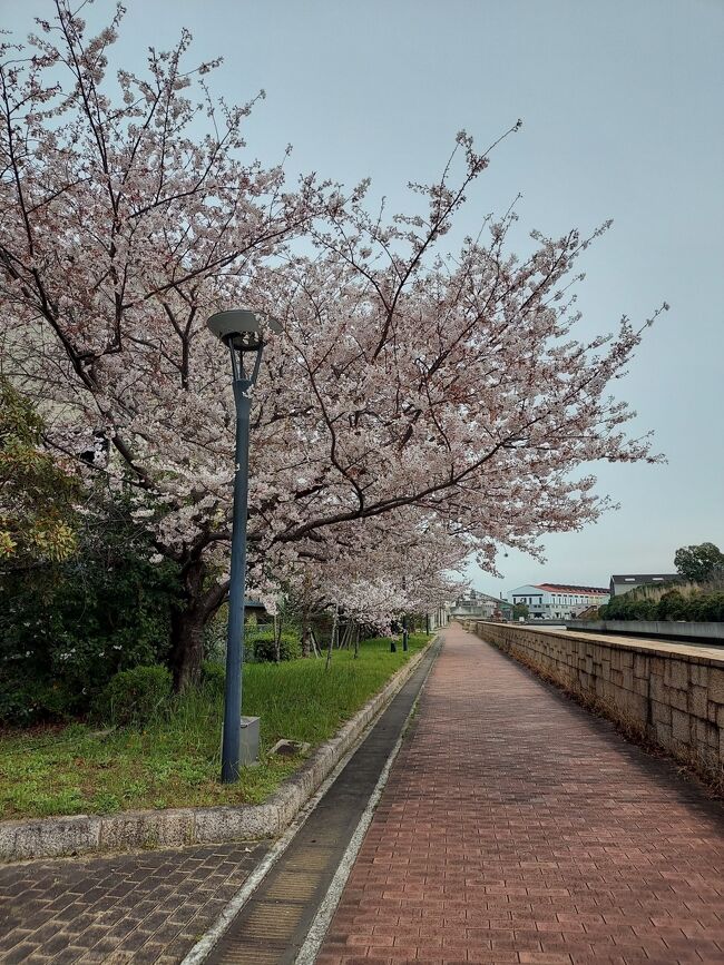 桜シーズン到来！桜の穴場求めて、尼崎を北から南へチャリで疾走?西武庫公園は人込みエグかったもんね(^^;)