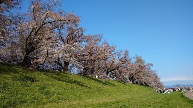 京都府八幡市の宇治川と桂川、木津川が合流する地点に広がる淀川河川公園の背割堤地区。ここは関西でも有数の桜の名所で、桜の開花とともに多くの人で賑わいます。<br /><br />今年は3年ぶりに「背割堤さくらまつり」が開催(3/26~4/5)され、メディアでも取り上げられ久々に賑わいを取り戻したようでした。<br /><br />私が初めて訪れたのは6年前(2016年)。のどかな背割堤と桜並木の長さと桜のボリューム感に感動。<br />さらに5年前(2017年)には展望塔が完成したので「また行きたい！」と思っていました。<br />しかし、展望塔が完成した翌年（2018年)の台風21号で、桜並木は倒木や幹が裂け枝が折れるなどの大きな被害を受けました。<br />復旧したものの、今度は2年前からのコロナ禍での外出自粛。訪れるタイミングを何度も失いましたがやっと実現しました。<br /><br />残念ながら4年前の台風被害で、桜のボリューム感は依前より減っていました。早く元の状態に戻ってほしいものです。<br /><br />■アクセス<br />　 電車：京阪本線「石清水八幡宮駅」下車　徒歩約10分<br />　 車　 ：京滋バイパス久御山淀ICからすぐ。<br />■駐車場<br />　 54台（無料）　9：00～17：00　<br />※注意　イベント期間中は駐車不可<br /><br />