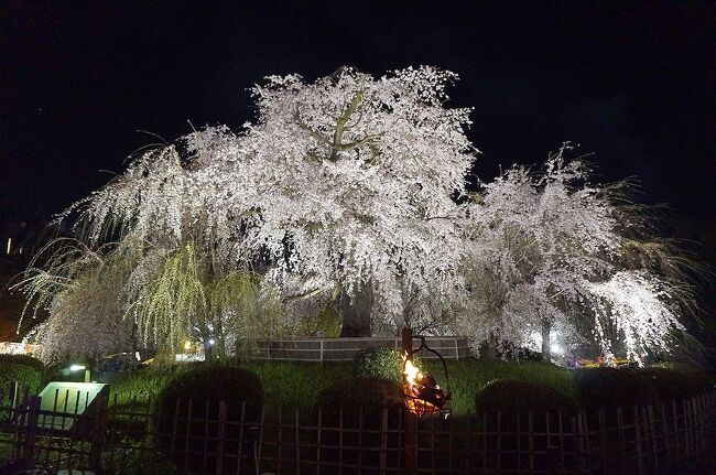 これまで主に東日本各地の桜を見てきた私達だったが、関西の桜の名所吉野山はまだ訪れたことがなかった。コロナ禍で外国人が少ない今のうちに行こうということで、京都・奈良地方の天気予報と桜の開花情報を毎日チェック。ANAのマイルの消化も迫っていたので、チケット予約状況もチェックし、４月４日から９日までの間が、桜の見ごろを迎え、晴れの日が連続しそうだということで日程を決定。宿は直前予約で決めていつものように慌ただしい出発となったのだった。<br />第三部は、昼間しか見たことがなかった丸山公園の枝垂桜のライトアップを見に行ったときの旅行記です。コロナ禍の中、思いのほか大勢の人が、満開の桜の下で、飲み食いをしていたのには驚きでした。