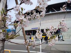 【千葉公園】一人で春旅。花見をしたよ。ワイワイしないけど、桜を見て楽しむ。