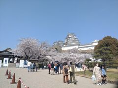 旅行体験記2022～姫路～桜が満開で大勢の観光客で大賑わい。お城以外に観光スポット・グルメ再発見！