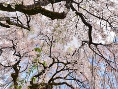 木曽川沿いの桜を、探し求めて巡り歩く。　　