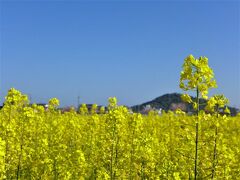 ウクライナ色の風景 ! 藤原京跡菜の花園